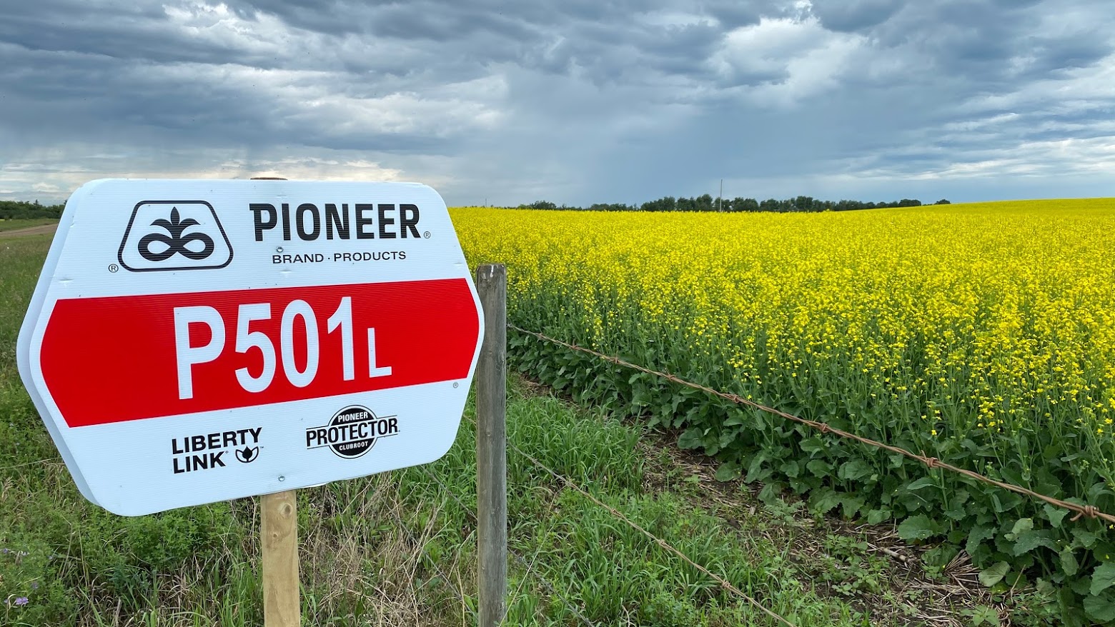 Marwayne Ag Services offers the Pioneer® Hi-Bred Seed products, which includes Canola, Corn and Alfalfa.
With many new hybrids coming out of the R